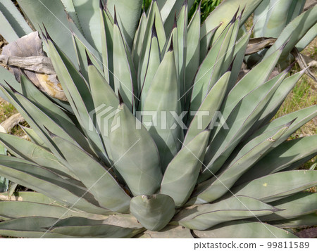 Agave x nigra or sharkskin agave hybrid plant with gray blue green leaves Agave x nigra or sharkskin agave hybrid plant with gray blue green leaves 99811589