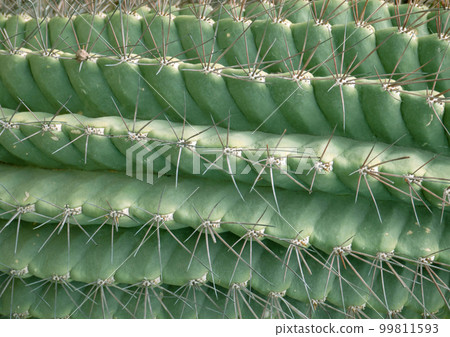 Abstract macro of echinopsis cactus with lines of thorns. Abstract macro of echinopsis cactus with lines of thorns. 99811593
