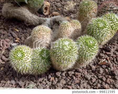 Mammillaria standleyi or mammillaria craigii cactus plant Mammillaria standleyi or mammillaria craigii cactus plant 99811595
