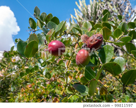 Carissa bispinosa or Y-thorned carissa plant branches closeup Carissa bispinosa or Y-thorned carissa plant branches closeup 99811597
