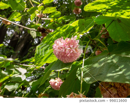 Dombeya wallichii or pink ball tree flowers 99811600