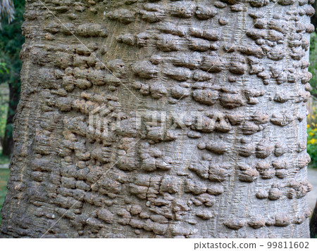 Erythrina caffra, coast coral tree or African coral tree prickly bark closeup. Erythrina caffra, coast coral tree or African coral tree prickly bark closeup. 99811602