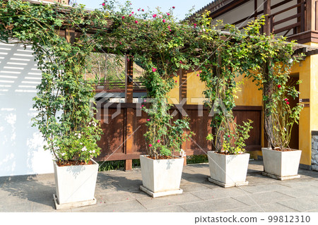roses growing on decorative wooden fence at resort roses growing on decorative wooden fence at resort 99812310