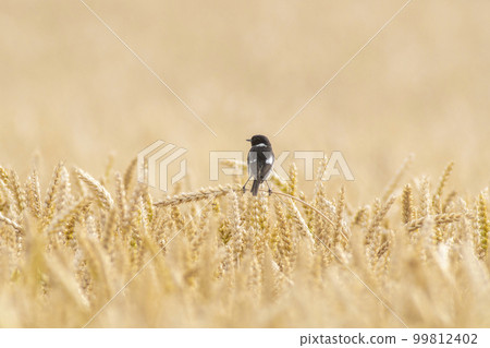 a stonechat sits on an ear in a wheat field a stonechat sits on an ear in a wheat field 99812402