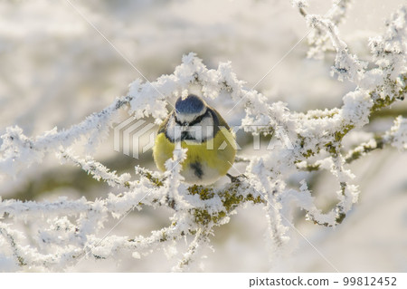 blue tit sits on snowy branches in cold winter time blue tit sits on snowy branches in cold winter time 99812452
