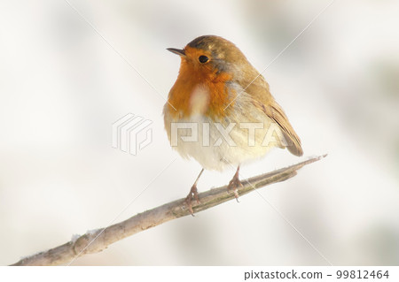 robin sits on a branch and sunbathes in winter robin sits on a branch and sunbathes in winter 99812464