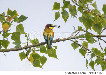 bee-eater with prey sits on a branch bee-eater with prey sits on a branch 99812468