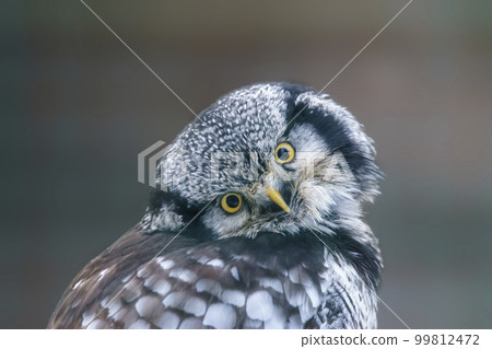 hawk owl keeps an eye out for prey in a forest 99812472