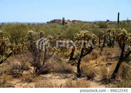 Cholla cactus, Sonora Desert, Mid Summer Cholla cactus, Sonora Desert, Mid Summer 99812545