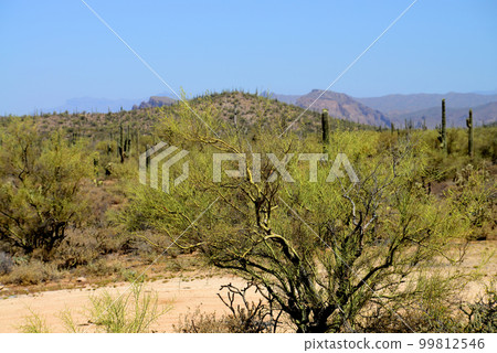Palo Verde Tree, Sonora Desert, Mid Summer Palo Verde Tree, Sonora Desert, Mid Summer 99812546
