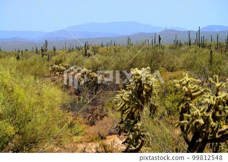 Sonora Desert Arizona Sonora Desert Arizona 99812548