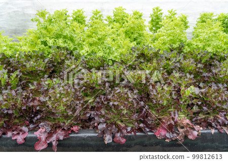 Organic hydroponic vegetable cultivation farm 99812613