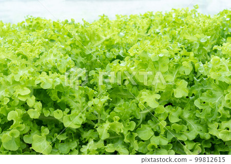 Organic hydroponic vegetable cultivation farm 99812615