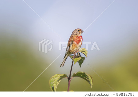a linnet sits on a branch in spring 99812795