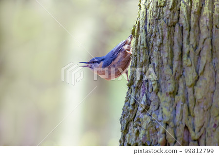 nuthatch sits on a tree trunk and looks for food nuthatch sits on a tree trunk and looks for food 99812799