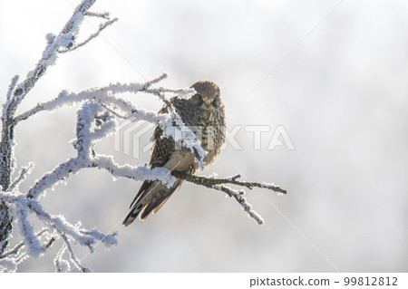 kestrel perches on a snowy branch on a tree in winter 99812812