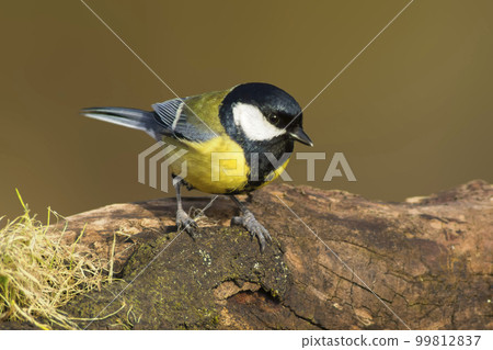 a great tit sits on a branch in spring 99812837
