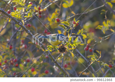 a blue tit sitting in a rosehip bush a blue tit sitting in a rosehip bush 99812868