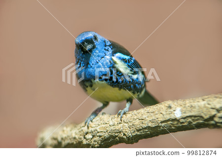 a turquoise tanager sits on a branch in the sun a turquoise tanager sits on a branch in the sun 99812874