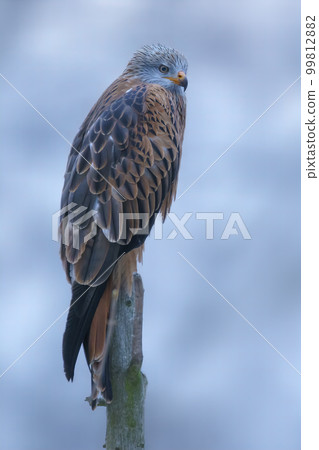 red kite sits on a branch and looks for prey 99812882