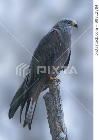 black kite sits on a branch and looks for prey black kite sits on a branch and looks for prey 99812884