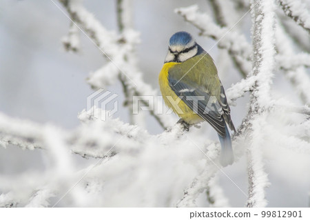blue tit sits on snowy branches in cold winter time 99812901
