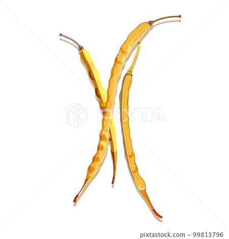 Colorful dried rapeseed pods. Isolated beans on white background. Modern flat cartoon vector illustration for poster, web design, banner, card, flyer, icon, logo or badge. Colorful dried rapeseed pods. Isolated beans on white background. Modern flat cartoon vector illustration for poster, web design, banner, card, flyer, icon, logo or badge. 99813796