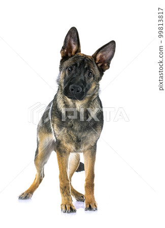 young german shepherd young german shepherd 99813817
