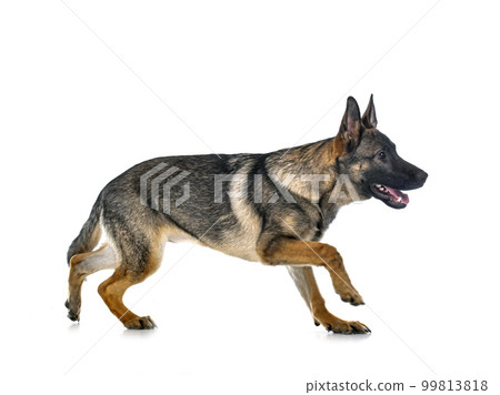 young german shepherd young german shepherd 99813818