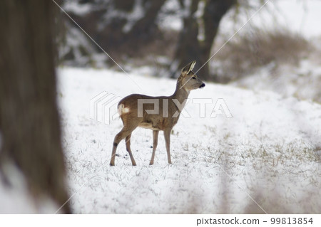 one adult roe deer doe stands on a frozen field in winter one adult roe deer doe stands on a frozen field in winter 99813854
