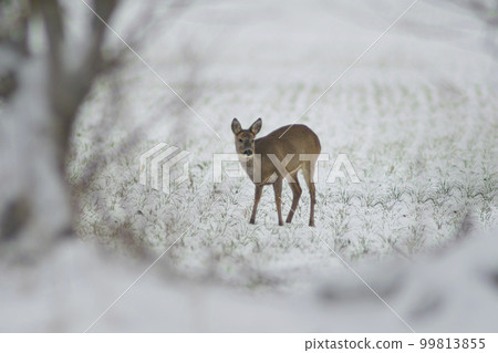 one adult roe deer doe stands on a frozen field in winter 99813855