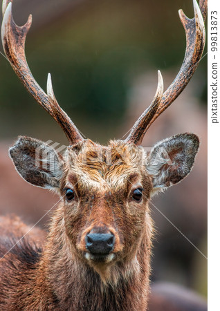 one portrait of a pretty red deer buck one portrait of a pretty red deer buck 99813873
