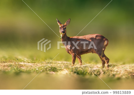 one beautiful roe deer doe stands on a meadow in summer 99813889