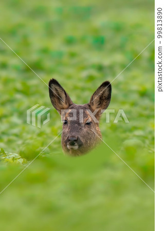 one Beautiful doe sits on a green field in spring 99813890