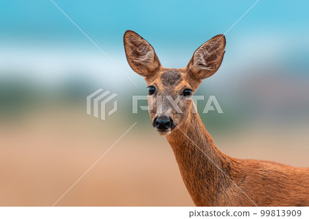 one colorful portrait of a beautiful deer doe one colorful portrait of a beautiful deer doe 99813909
