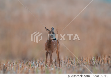 one young roebuck stands on a harvested field in summer one young roebuck stands on a harvested field in summer 99813910