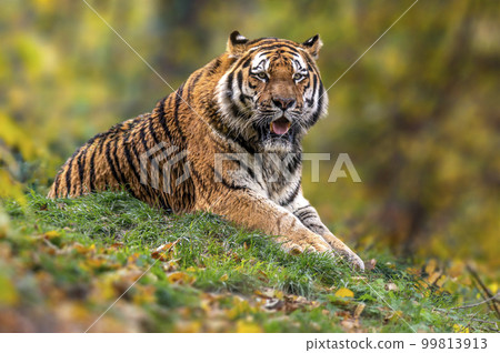 one handsome young tiger is lying around and relaxing one handsome young tiger is lying around and relaxing 99813913