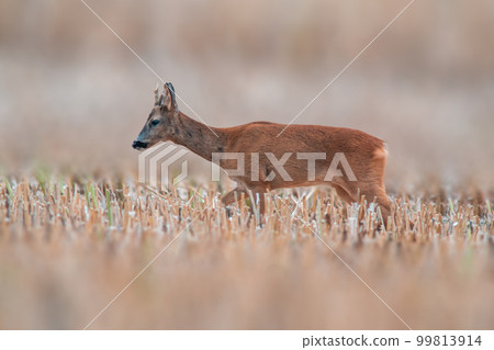 one young roebuck stands on a harvested field in summer one young roebuck stands on a harvested field in summer 99813914