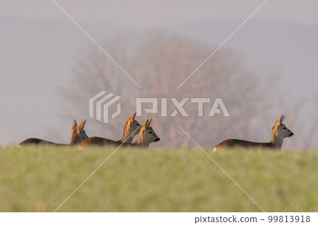 group of roe deer in a field in autumn 99813918