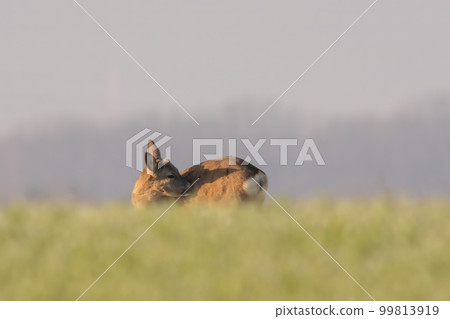 one young roebuck stand on a meadow in spring 99813919