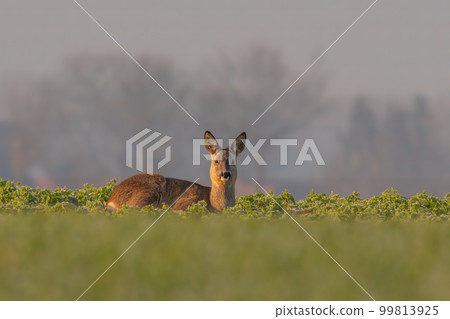 one Adult roe deer doe sits on a frozen field in winter one Adult roe deer doe sits on a frozen field in winter 99813925