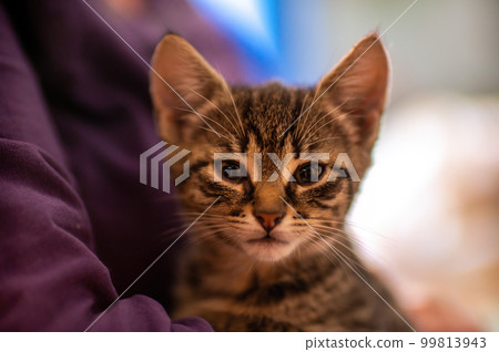 young cute kitten cuddles with his human 99813943