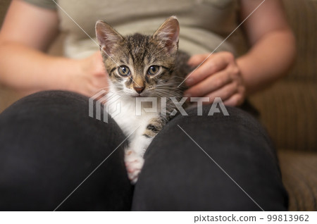 young cute kitten cuddles with his human 99813962