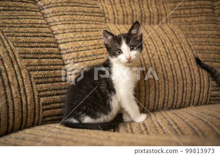 young cute kitten curiously looks at the camera young cute kitten curiously looks at the camera 99813973