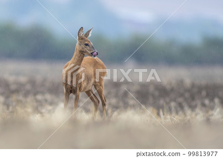 one beautiful deer doe standing on a harvested field in autumn 99813977