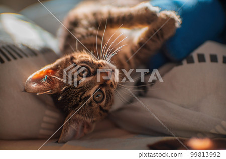 young cute kitten curiously looks at the camera 99813992