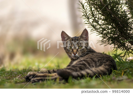 a young pretty adult cat looks relaxed at the camera 99814000