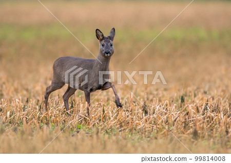 one beautiful deer doe standing on a harvested field in autumn 99814008