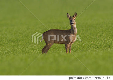 one beautiful doe doe standing on a green field in spring 99814013