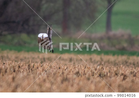 one beautiful deer doe jumps on a harvested field in autumn 99814016